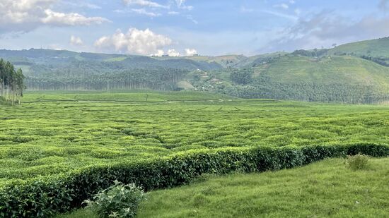 Und wieder ein Tal voller Teefelder - so weit wie das Auge reicht.