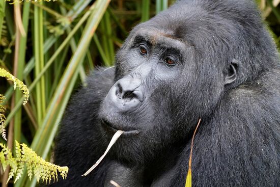 Endlich sehen wir den ersten „Silverback“!!