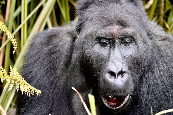 Er liegt träge im Schilf und knabbert ununterbrochen die Wurzeln des Schilfs