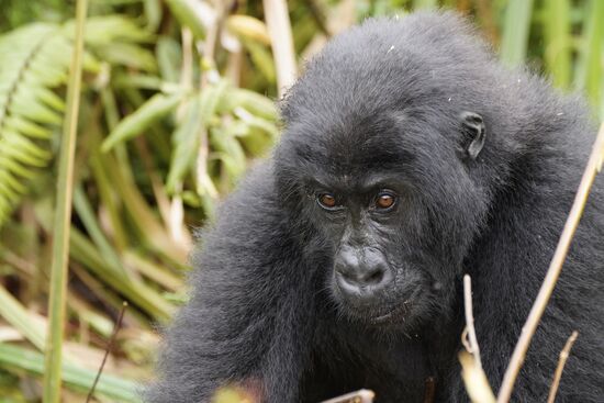Die Gorilla-Babies—es sieht lustig aus, wenn sie sich auf den Bauch trommeln