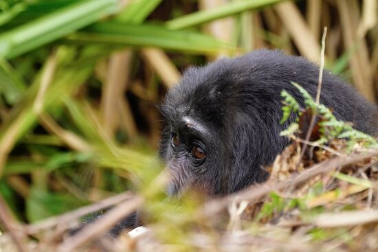 Eine Stunde dürfen wir uns bei den Gorilla aufhalten. Auch Thomas muss sich nach der Stunde und über 450 Bildern verabschieden 