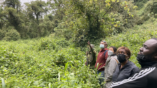 Zwischendurch gibt es mal kleine Erklärungen zu Flora und Fauna—Tiere sehen wir leider nicht viele
Sobald wir uns den Gorillas nähern, müssen wir die Maske aufsetzen