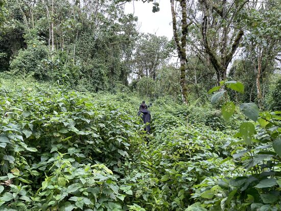 Wir ziehen die Jacken an, denn die Büsche sind nass und es gibt viele Brennesseln