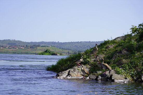 Eine Stunde schippern wir über den See und bestaunen wieder die unbeschreibliche Vogelwelt
