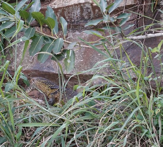 Ein großer Lizzard, der gerade einen Fisch gefangen hat