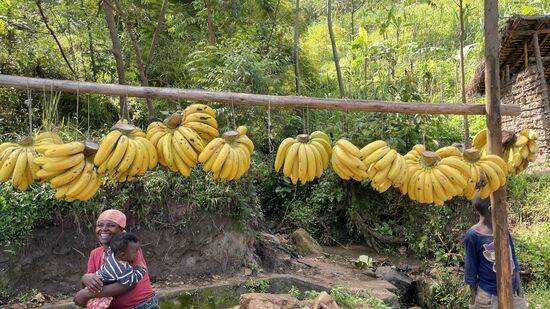 Hier kaufen wir Bananen