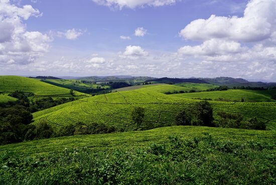 Teefelder  …wohin man schaut!