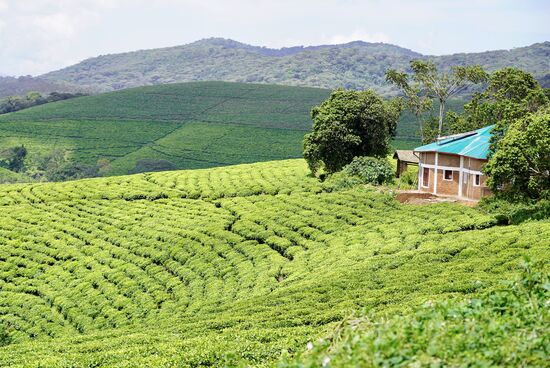 Ein sattes wunderschönes Grün—die Teepflücker arbeiten hier für weniger 10 US$ pro Tag