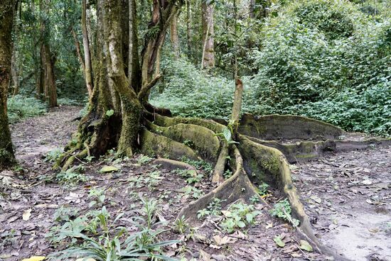 Riesige Baumwurzeln—hinter denen man sich sogar verstecken kann.
Z.B. wenn man man muss…..