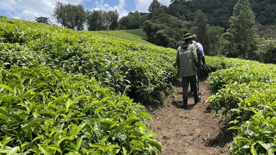 Es werden nur die ganz oberen Blätter abgerupft—natürlich per Hand
