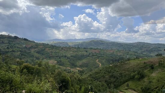 Es gibt so viel verschiedene Arten von Bäumen hier—man hat mal angefangen sie zu zählen, aber bei 8000 aufgegeben