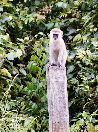 Auf dem Weg zum Hotel treffen wir noch diesen kleinen Mann.
Unser erster Affe in Burundi!