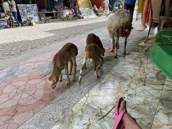 Nachmittags sitzen wir in der Sonne vor dem Blue Nile - Schafe kommen und fressen die Osterdeko