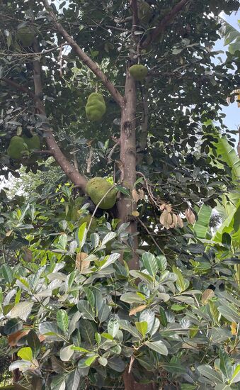 Das sind „ Jack-fruits“ !