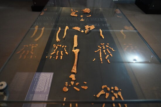 Und hier sehen wir Lucy—Wer ist Lucy? Lucy - bzw. Ihre hier ausgestellten Überreste ist die älteste Frau der Erde, die bisher gefunden wurde. Das Teilskelett wurde 1974 im nordostafrikanischen Afar-Dreieck in Äthiopien gefunden und das Alter wird auf ca. 3,2 Millionen Jahre geschätzt.
Und warum wurde dieser Fund Lucy genannt? Die Paläoanthropologen hörten bei der Suche den Song „Lucy in the Sky with Diamond“ von den Beatles. Und schon war ein Name für den Fund bestimmt.