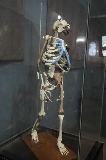 So in etwas hat Lucy damals ausgesehen.