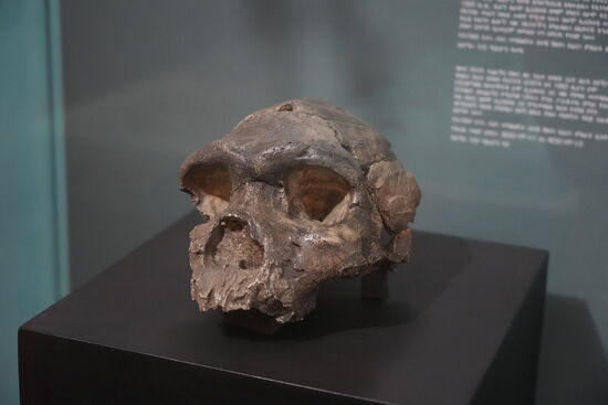 Im Museum gibt es viele weitere Funde und vieles lässt den Schluss zu, dass die Wiege des Menschen tatsächlich in Äthiopien steht.