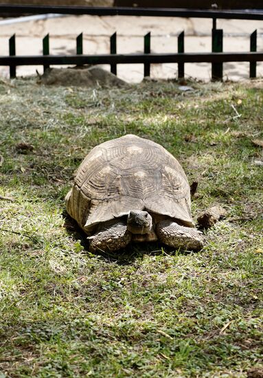 Im Park des Museum gibt es auch ein Gehege mit Schildkröten. Die waren schon bei meinen letzten Besuchen hier. Eigentlich sind es drei, aber wir sehen nur zwei.