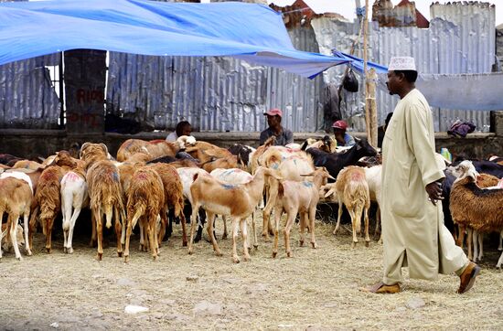Da auch hier bald Ostern ist, werden überall Schafe zum Verkauf angeboten.Die Preise erkannt man an den farblichen Markierungen.Weiße Schafe und die mit dem Roten Kreuz sind die teuersten.