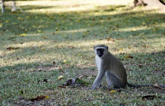 Da es noch früh am Tage ist, gehen wir noch etwas vors Hotel. Ich möchte mir gern das bekannte „Victoria Falls Hotel“ ansehen. Der Park, welcher dazwischen liegt ist voller Tiere