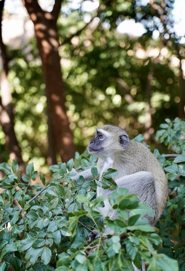 Affen, Pumbas und noch mehr