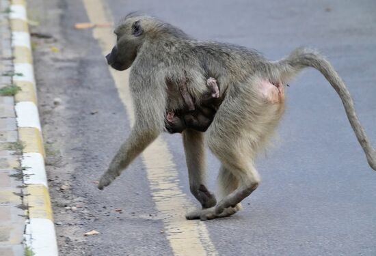 Wir gehen zurück und beobachten die frechen großen Affen, die zu Scharen über die Straße laufen—viele mit Babies unter ihrem Bauch
LEider gibt es hier auch wieder viele aufdringliche Souvenirverkäufer