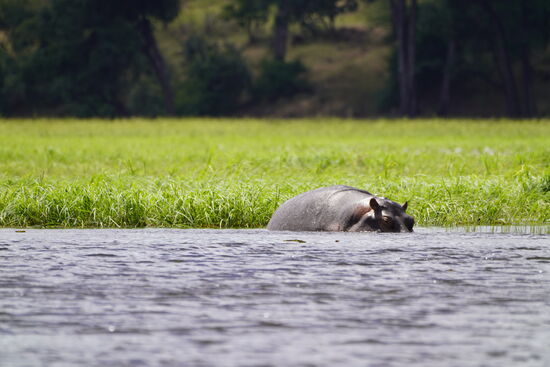Und natürlich gibt es hier auch sehr viele Hippos. Ihnen dürfen wir uns nicht so nah nähern. Sie tauchen ab und greifen dann das Boot an. Hippos gelten als sehr gefährlich.