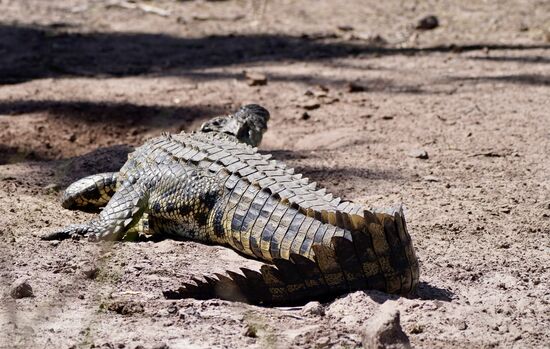 Da sonnt sich einer! Er ist sehr schön gemustert