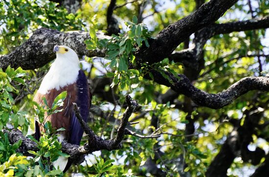 In unmittelbarer Nähe entdecken wir diesen stolzen Seeadler.