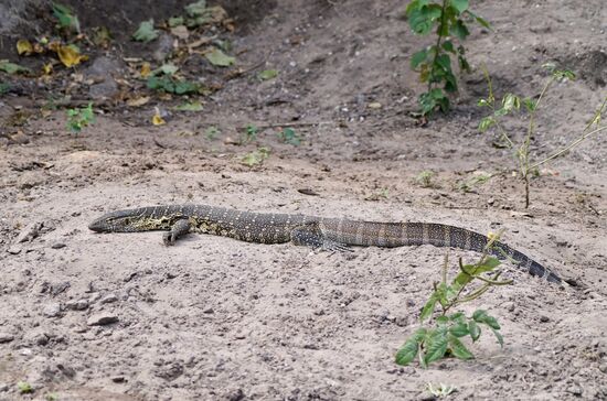 Ein Lizzard in beachtlicher Größe liegt in der Sonne und genießt die Wärme.