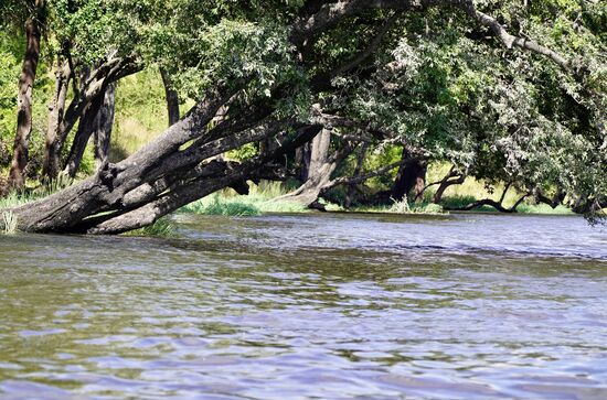 Wir fahren den Fluß weiter entlang alter Bäume