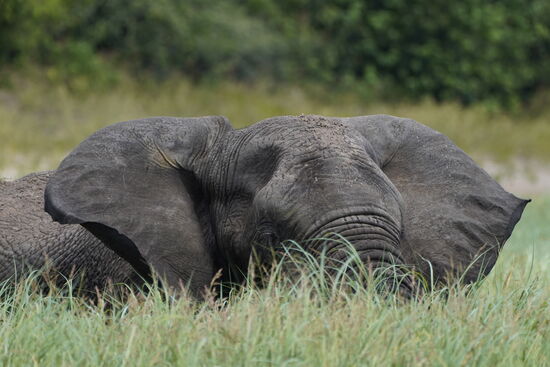Elefanten gibt es hier sehr viele. Dieser hier steht im Fluß und lässt sich das köstliche Gras schmecken.