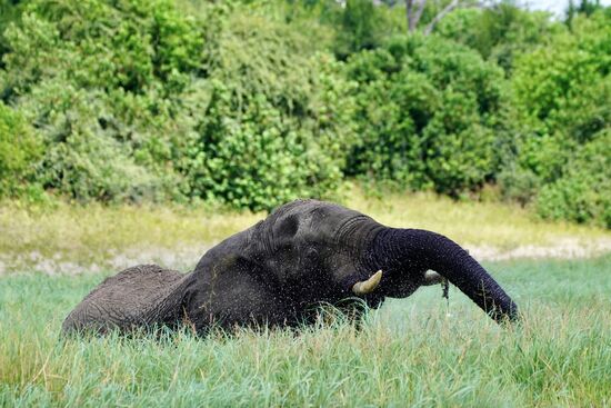Dann duscht er sich genußvoll selber ab. Wenn ihr das Bild vergrößert, könnt ihr die Millionen kleinen  Wassertropfen sehen