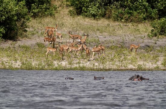 Friedliche Idylle. Sie haben gegenseitig nichts zu befürchten.