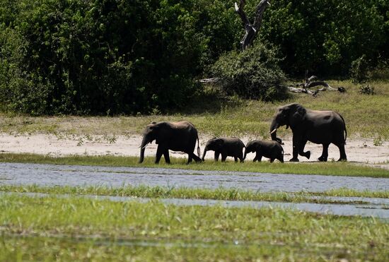 Und immer wieder Elefanten. Dieser Nationalpark gilt als einer der Parks mit den meisten Elefanten. Wir haben sehr viele gesehen.
