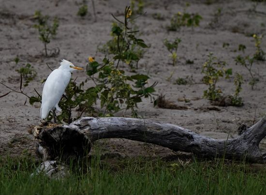 Immer wieder sehen wir auch schöne Vögel.