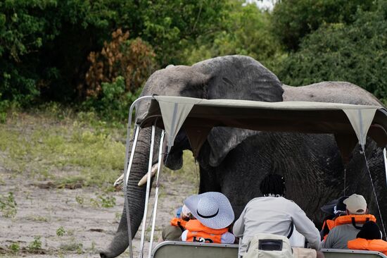 Ups, da steht etwas im Weg! Vom  Boot aus können wir sehen, dass die Tiere sehr nahe an den Booten sind.