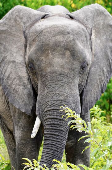 Nun kommen wir auch sehr nahe an die Tiere heran. Als erster treffen wir auf …. Elefanten 