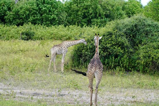 Eine sehr junge Giraffe—wie man an dem hellen Fell erkennt