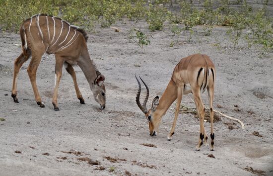 „Die haben das Mc Donalds- Zeichen  auf dem Hinterteil“ lacht unser Guide….