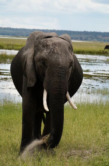 Er rupft unermüdlich Gras aus dem Sumpf, schüttelt den Sand ab und frisst es