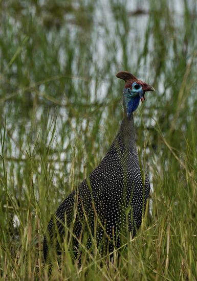 Irgendwie häßlich und doch wieder hübsch.
