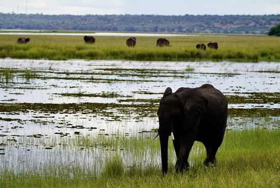 Und mit vielen Elefanten im Sumpf verabschieden wir uns vom Chobe Nationalpark.