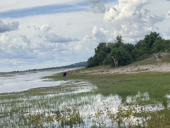 Giraffen und Wasserbüffel