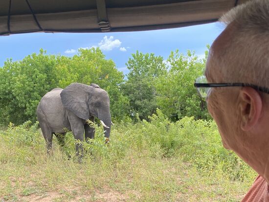 Die Elefanten kommen fast ins Fahrzeug 