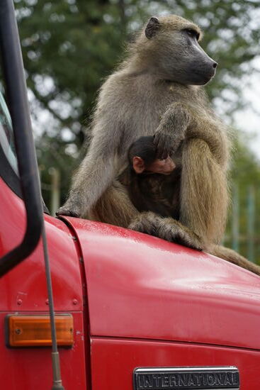 Auch diese Kollegen verfolgen uns—die sind total frech und aufdringlich. Aber kein Wunder: sie werden von den LKW-Fahrern gefüttert