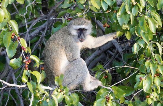 Um 17 Uhr werden wir abgeholt zu unserer „Dinner Cruise“ 
Der kleine Affe—das ist übrigens keiner von der frechen Sorte—schaut uns zu, wie wir aufs Schiff gehen