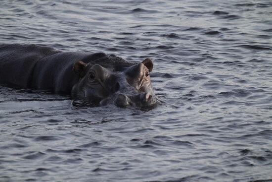 …wie zum Beispiel auf die Hippos, die da träge vor uns im Wasser dümpeln…