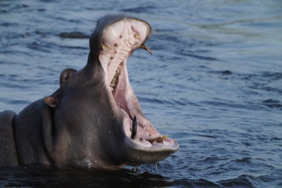 Auch Nilpferde sind mal müde…