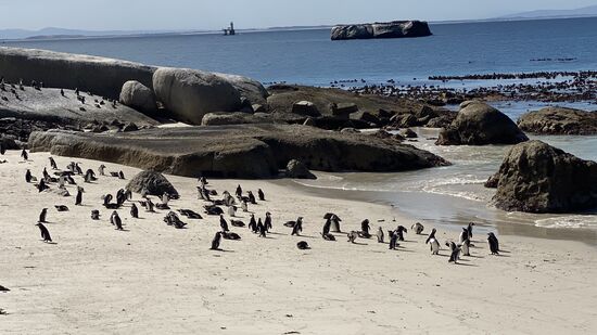 Leider sind die kleinen Kerle nur von Stegen aus zu besichtigen